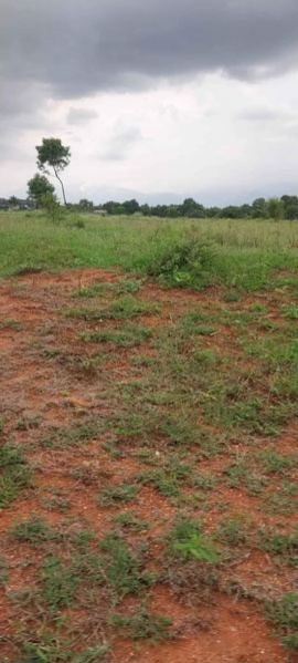  Agricultural Land 3 Acre for Rent in Sanarpatti, Dindigul