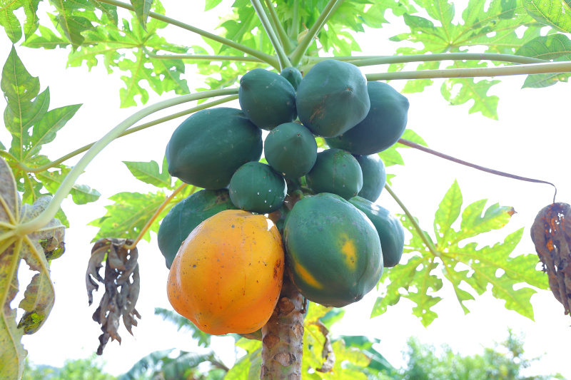  Agricultural Land 6534 Sq.ft. for Sale in Rajankunte, Bangalore