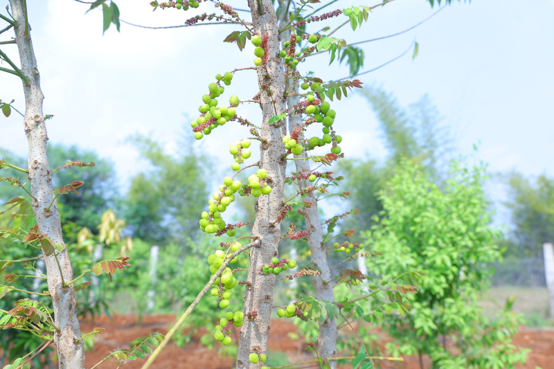  Agricultural Land 6534 Sq.ft. for Sale in Rajankunte, Bangalore