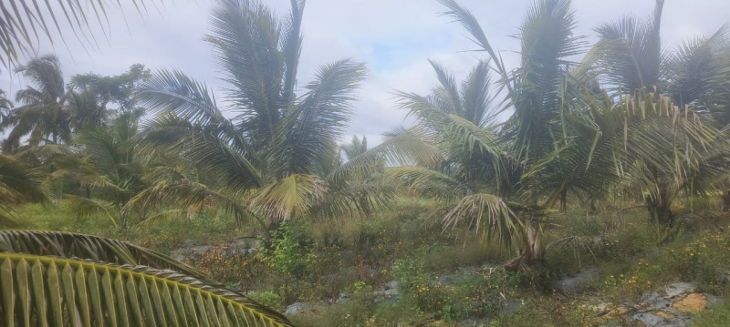  50 Guntha Agricultural/Farm Land for Sale in Ramanagara, Bangalore