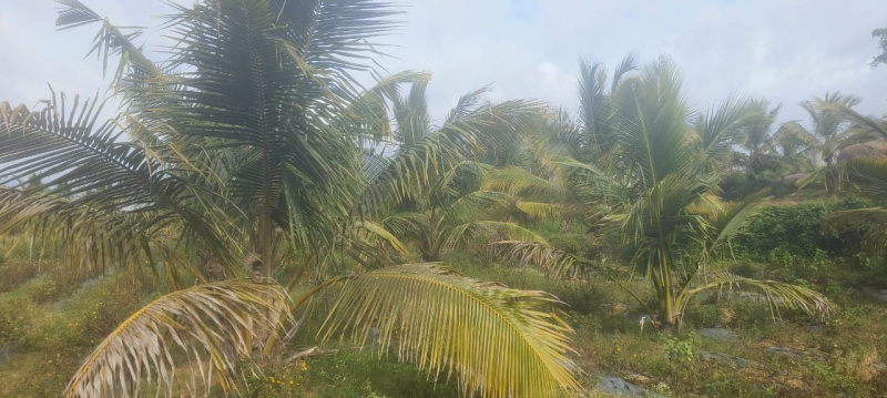  50 Guntha Agricultural/Farm Land for Sale in Ramanagara, Bangalore