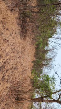  Commercial Land for Sale in Dapoli, Ratnagiri