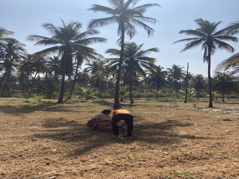  Agricultural Land 66 Guntha for Sale in Arsikere, Hassan