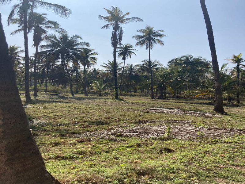  Agricultural Land 66 Guntha for Sale in Arsikere, Hassan