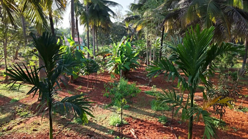 Residential Plot 6534 Sq.ft. for Sale in AMS Layout, Vidyaranyapura, Bangalore