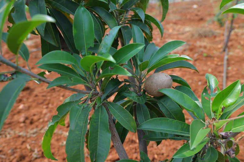  Agricultural Land 6534 Guntha for Sale in Whitefield, Bangalore