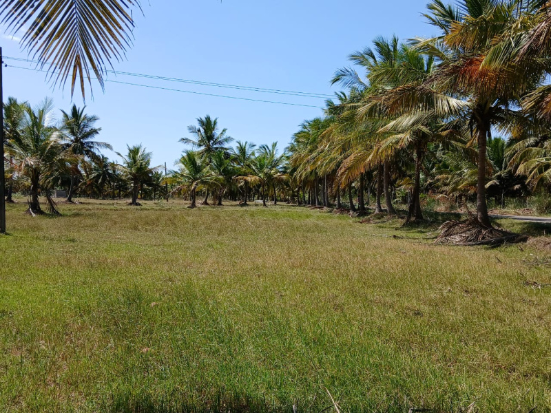  Agricultural Land 71 Ares for Sale in Pattukkottai, Thanjavur