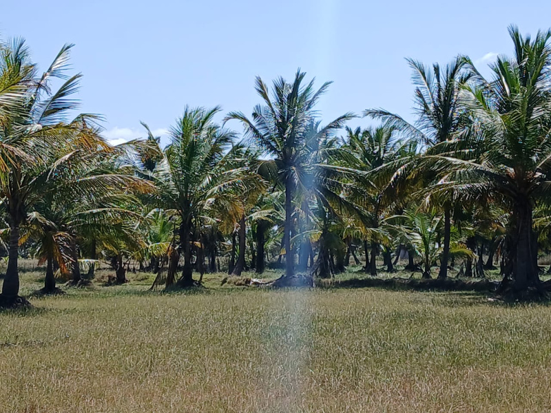  Agricultural Land 71 Ares for Sale in Pattukkottai, Thanjavur