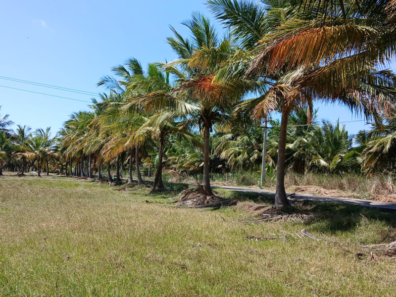 Agricultural Land 71 Ares for Sale in Pattukkottai, Thanjavur