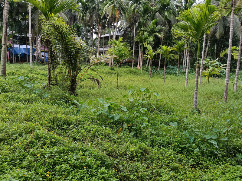  Agricultural Land 60 Cent for Sale in Nilambur, Malappuram