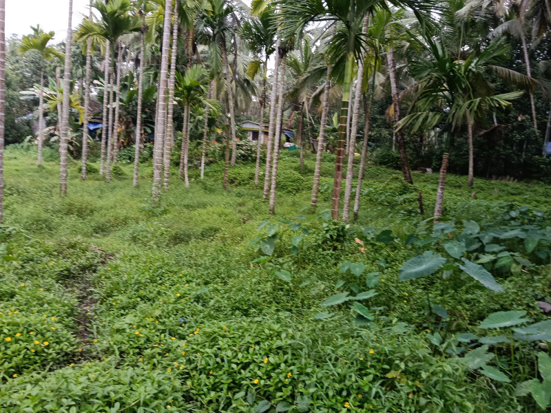  Agricultural Land 60 Cent for Sale in Nilambur, Malappuram
