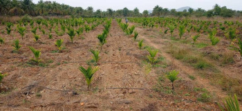  Agricultural Land for Sale in Dandeli, Uttara Kannada