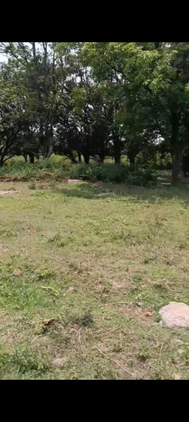  Residential Plot 3171 Sq.ft. for Sale in Bhauwala, Dehradun