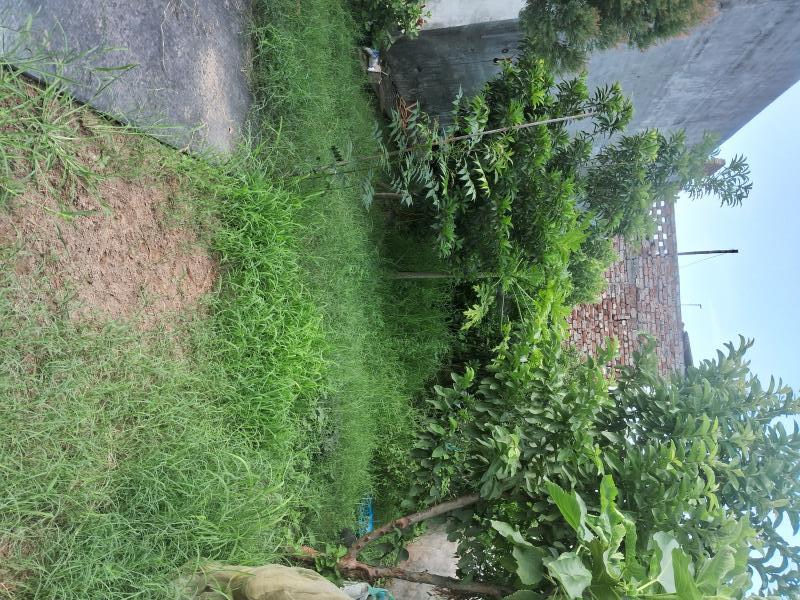 4 BHK House 3000 Sq.ft. for Sale in Nilpur, Rajpura