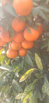  Agricultural Land for Sale in Kalanwali, Sirsa