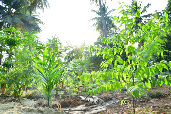  Agricultural Land for Sale in Mysore Road, Bangalore
