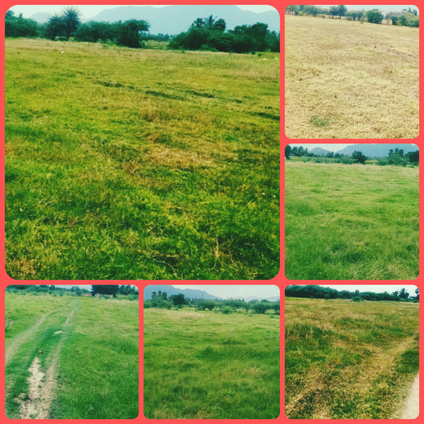  Agricultural Land 2 Ares for Sale in Polur, Tiruvannamalai