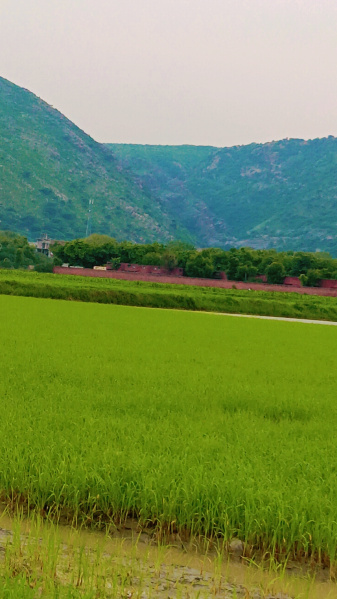  Agricultural Land 1 Acre for Sale in Kotla, Nuh