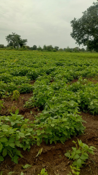  5 Acre Agricultural/Farm Land for Sale in Pachora, Jalgaon