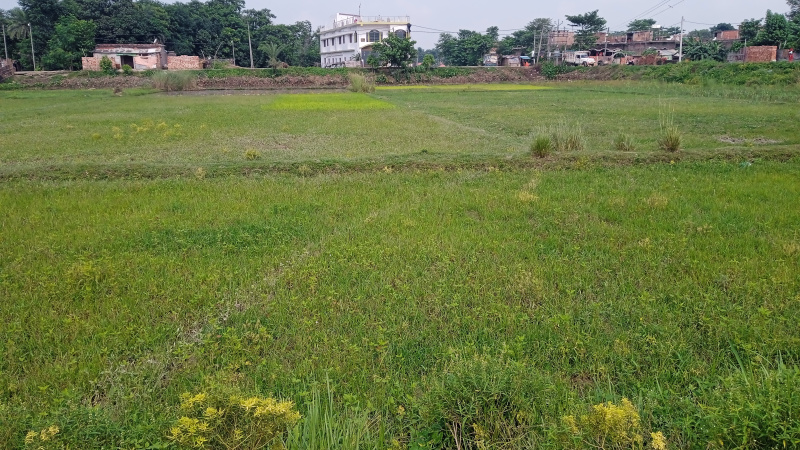 Residential Plot 2000 Sq.ft. for Sale in Ranipur, Darbhanga