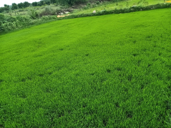  Agricultural Land for Sale in Kadapa, Cuddapah