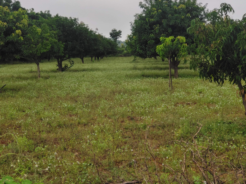  Agricultural Land 150 Acre for Sale in Kadapa, Cuddapah