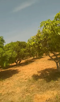  Agricultural Land for Sale in Srinivaspur, Kolar