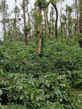  Agricultural Land for Sale in Mudigere, Chikmagalur