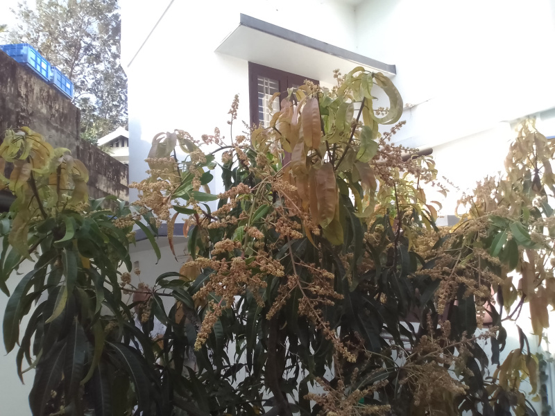 3 BHK House 1800 Sq.ft. for Sale in Kowdiar, Thiruvananthapuram