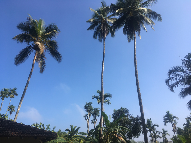  Residential Plot 500 Cent for Sale in Madikeri, Kodagu