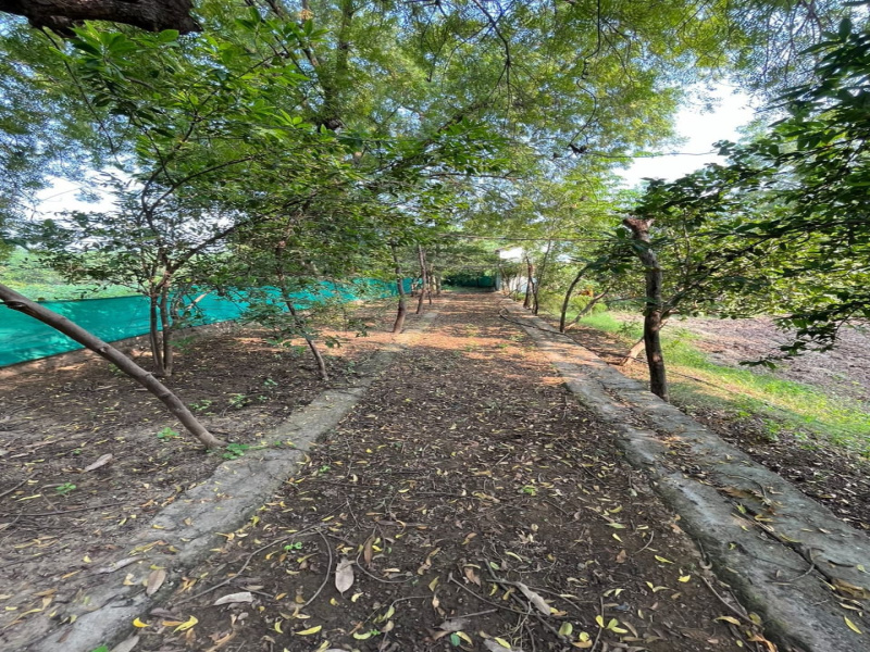  Agricultural Land 27000 Sq.ft. for Sale in Padra, Vadodara