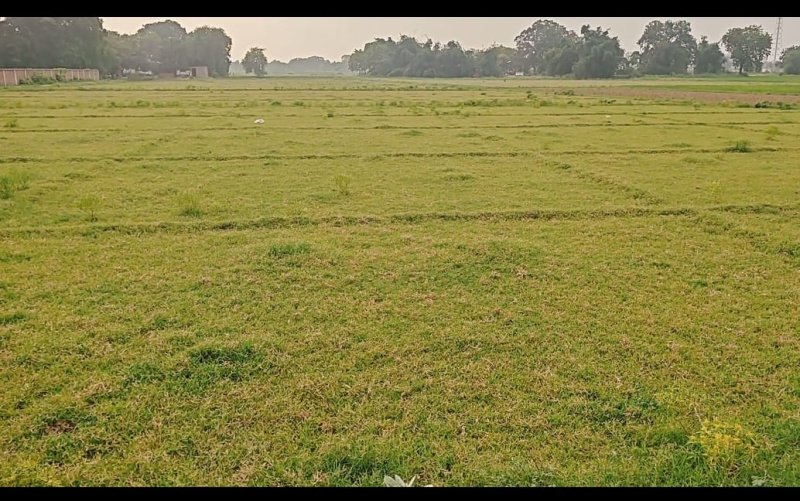  5 Bigha Residential Plot for Sale in Babatpur, Varanasi