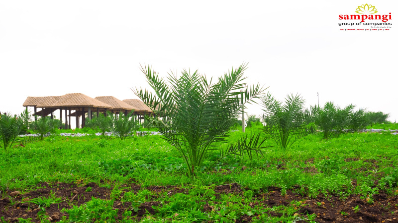  Agricultural Land 605 Sq. Yards for Sale in Narayankhed, Sangareddy