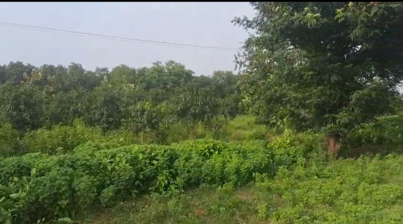  Agricultural Land 3 Bigha for Sale in Bajipura, Surat