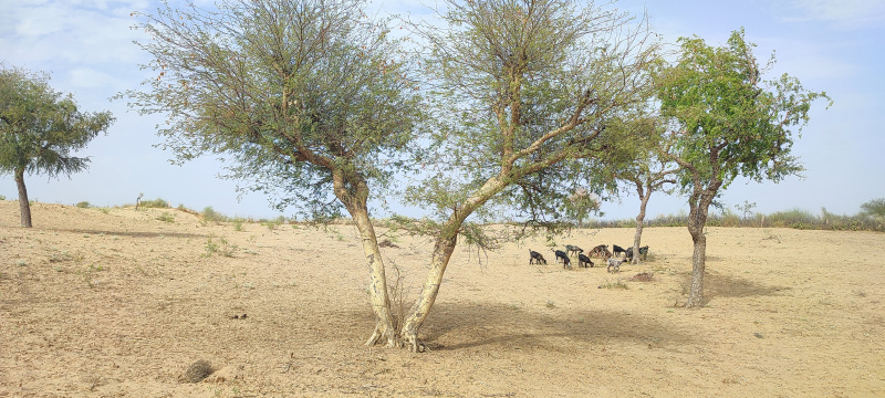  Agricultural Land 16 Bigha for Sale in Pachpadra, Barmer