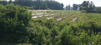  Agricultural Land for Sale in Vandavasi, Tiruvannamalai