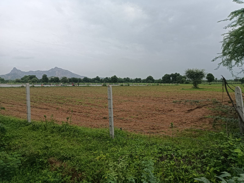  Agricultural Land 3 Bigha for Sale in Sumerpur Pali