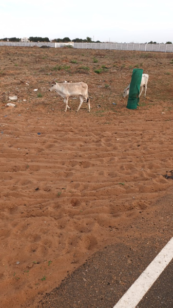  Residential Plot 7840 Sq.ft. for Sale in Sankaraperi, Thoothukudi