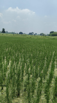  Residential Plot for Sale in Bhander, Datia