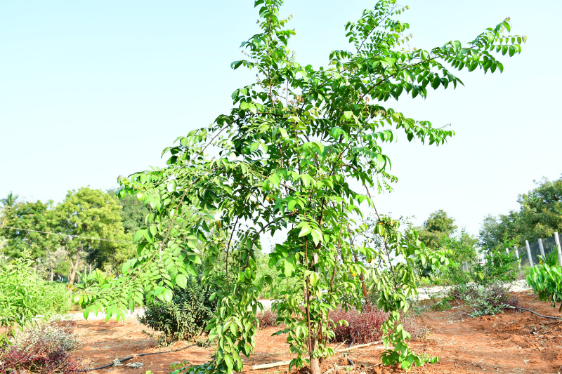  Agricultural Land 6534 Sq.ft. for Sale in Roopena Agrahar, Bommanahalli, Bangalore