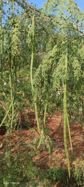  Agricultural Land 6534 Sq.ft. for Sale in 8th Block, Koramangala, Bangalore