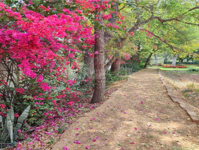 300 Sq. Yards Residential Plot for Sale in Sushant Lok Phase I, Gurgaon