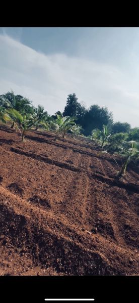  Agricultural Land 4 Acre for Sale in Madakulam, Madurai