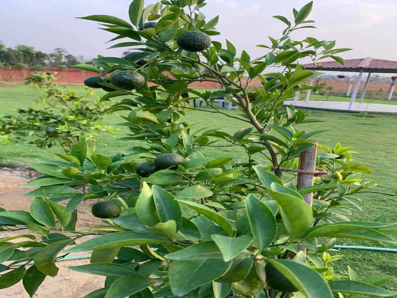  Agricultural Land 1 Acre for Sale in Sohna, Gurgaon