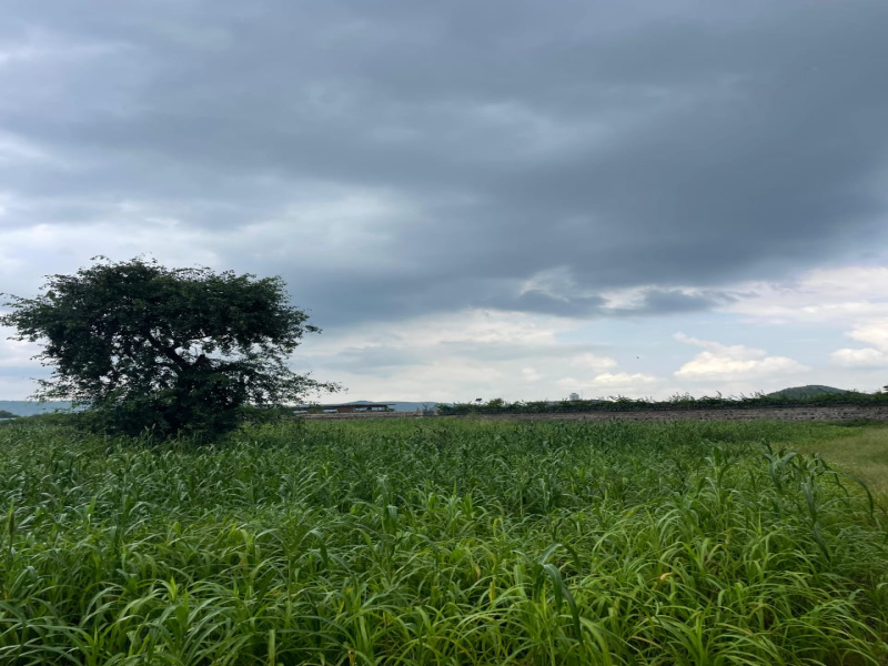  Agricultural Land 7 Bigha for Sale in Naugaon, Alwar