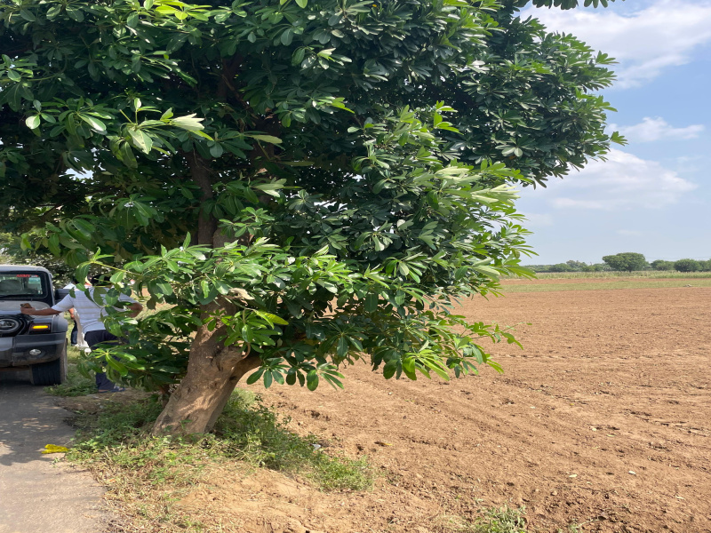  Agricultural Land 1 Acre for Sale in Faridabad Road, Gurgaon