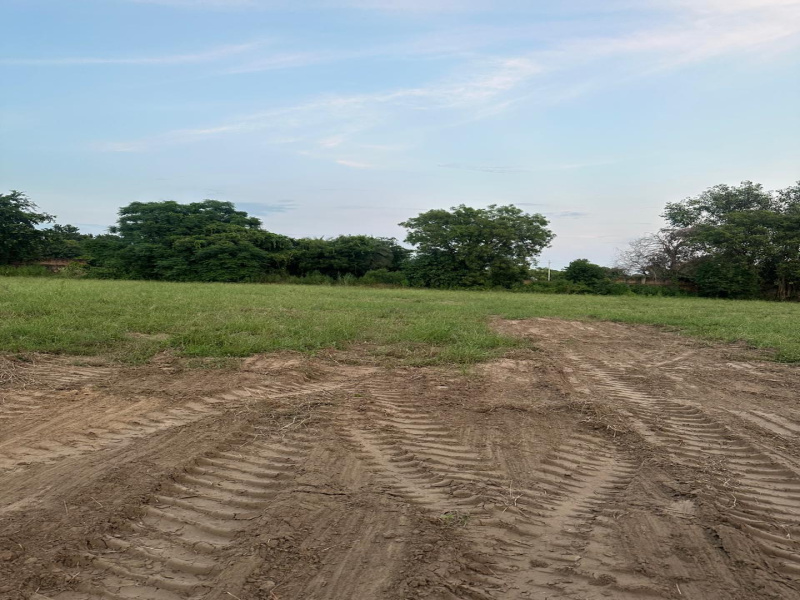  8 Bigha Agricultural/Farm Land for Sale in Naugaon, Alwar