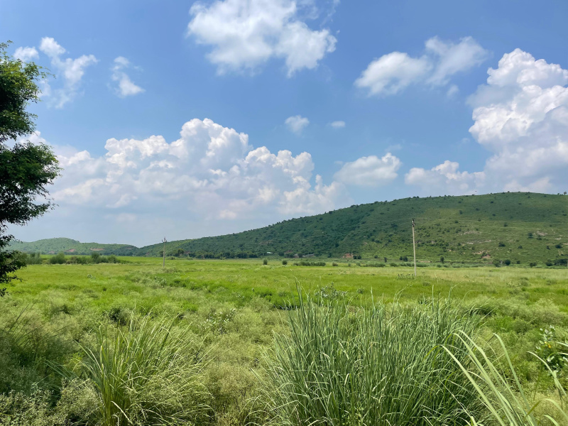  8 Bigha Agricultural/Farm Land for Sale in Naugaon, Alwar