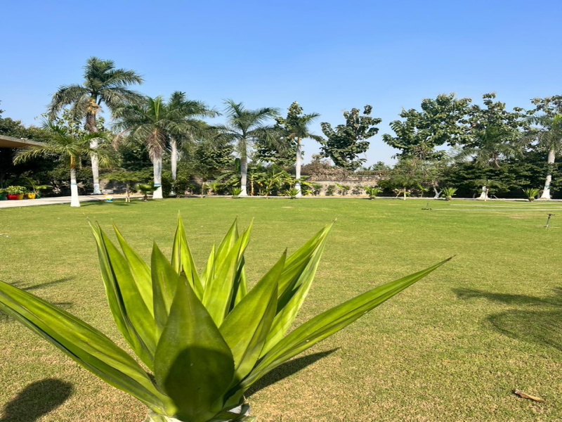  Agricultural Land 1 Acre for Sale in Sohna, Gurgaon
