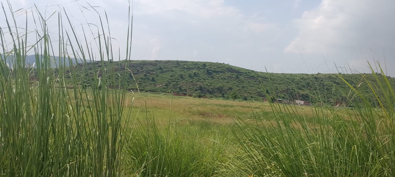  40 Bigha Agricultural/Farm Land for Sale in Pahari, Bharatpur
